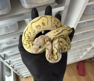 0.1 Pastel Vanilla Clown 