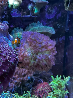 Goniopora Galaxy Meerwasser Salzwasser Aquarium