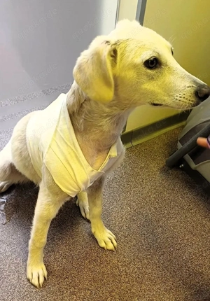 Freya 1 jahr in Rumänien 