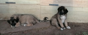 Kangal Bucovino Mix