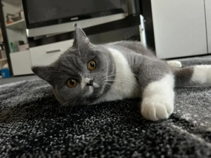 reinrassige BKH Katze mit Zubehör sehr sehr kinderlieb