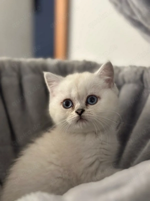 BKH Kitten *Abgabebereit*