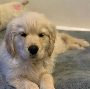 Golden-Retriever-Welpen suchen ein sicheres Zuhause
