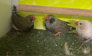 Zebrafinken Zuchtaufgabe