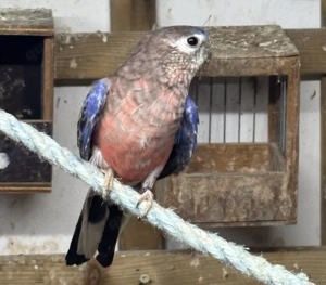 Neopheme Bourkesittich Grassittich