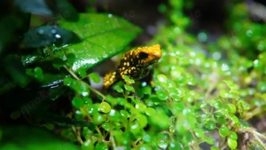 Tausch Verkauf Oophaga histrionica Red Head 
