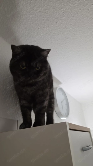 Kater suchen ein zuhause Bild 1