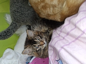 Dieser kleine Zucker Maus sucht ein neues Zuhause 