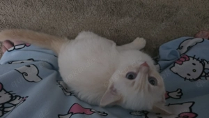 Kater suchen ein zuhause Bild 2