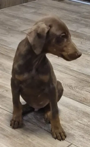 Dobermann Rüde   Welpe