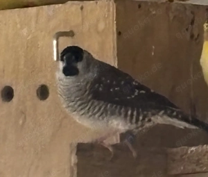 Zeresamadinen Zuchtpaar