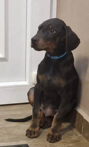Dobermann RÜDE  Welpe Bild 3