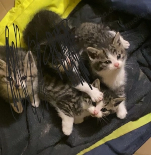 Katzen Katze Kätzchen 