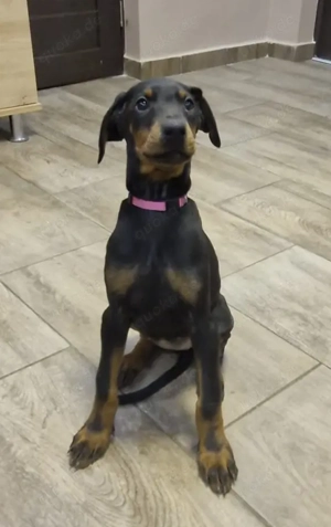 Dobermann Hündin  Welpe 