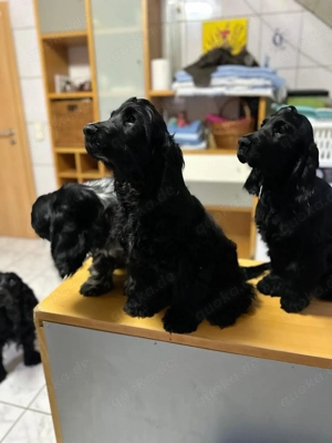 Englische Cocker Spaniel Welpen