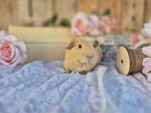 Meerschweinchen, weiblich - American Crested, Creme dunkle Augen