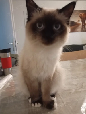 Zwei Tolle langhaar Kater 