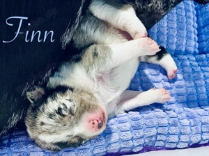 Therapiehundelinie - Welpen - Mini (Toy) Australian Sheperd Mix