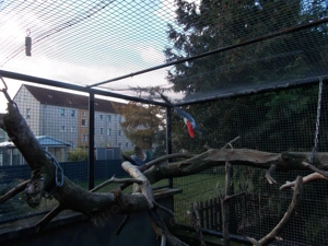 Jungen  Graupapagei  von 2025 abzugeben