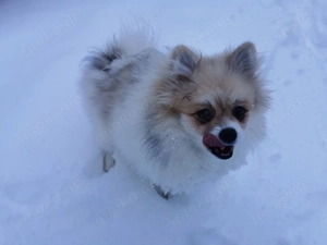 Pomeranian Hündin, 18.08. geboren   geimpft & entwurmt