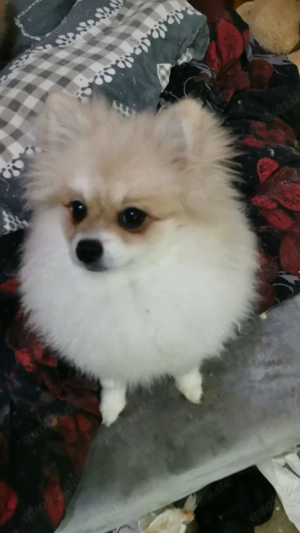 Pomeranian Hündin, (18.08.), geimpft & entwurmt - abgabebereit