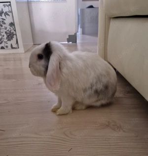 Kleinwidder Weibchen  Bild 2