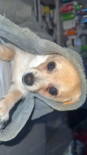 Chihuahua, Zwerg, Spitzmischling