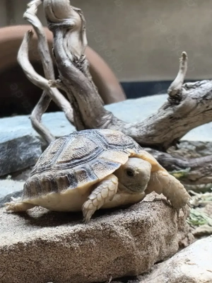 Ägyptische Landschildkröten (Testudo kleinmanni)   Nachzuchten abzugeben