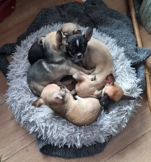 Reinrassige chihuahua welpen