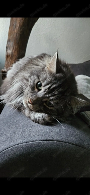 2 männliche Maine Coon Katze Bild 2
