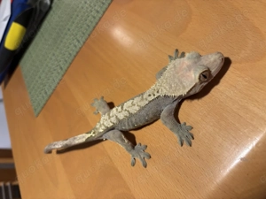 Kronengecko Weibchen Adult