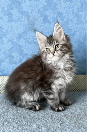 Königliche Maine Coon Katzen