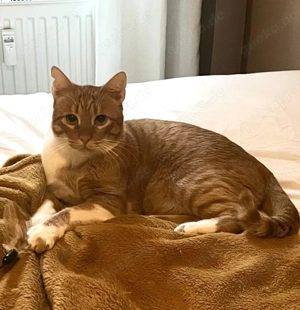 Freundlicher  ime (Simon) sucht seine Menschen