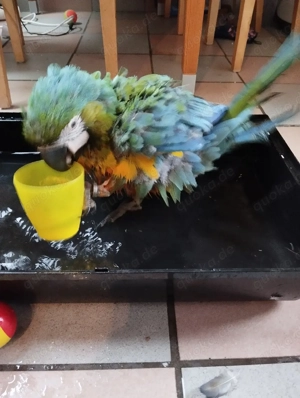 Papagei Ara hybridara Weibchen handzahm