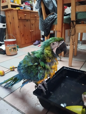 hybridara Weibchen Bild 2