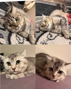 meine zwei Britisch katzen suchen ein liebvolles zuhause 