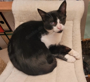 Kleiner Emil sucht sein fürsorgliches Für Immer -Zuhause