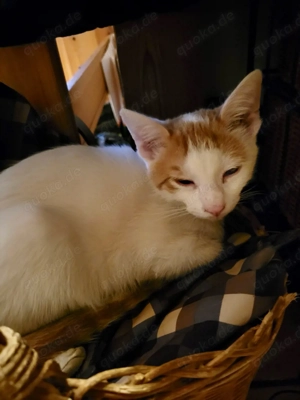 Junge Katzen, geboren Ende September