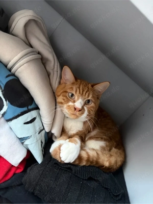 2 kater katze gesucht 