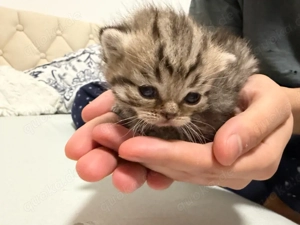 süße bkh&bkl kitten