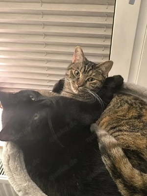 EKH Katzen Geschwister Abzugeben 