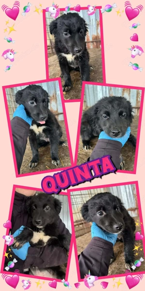 zuckersüßes Welpenmädchen "Quinta" auf der Suche nach einem liebevollen Zuhause 