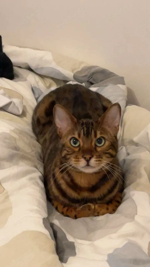 Reinrassiger Bengal Kater (ca. 2 J.), kastriert