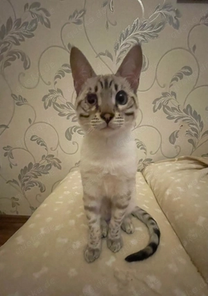 Bengal sucht Zuhause 