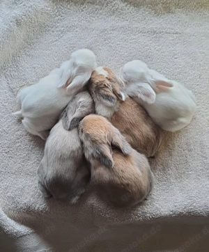 Zwergkaninchen Löwenköpfchen Bild 2