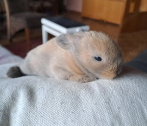 Zwergkaninchen Löwenköpfchen Bild 3