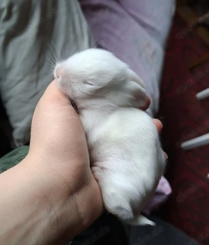 Zwergkaninchen Löwenköpfchen Bild 4