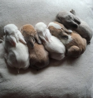 Zwergkaninchen Löwenköpfchen