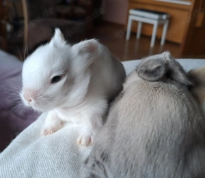 Zwergkaninchen Löwenköpfchen Bild 5