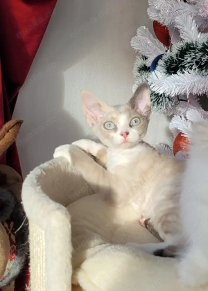 Devon Rex Kitten reinrassig 